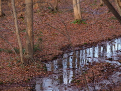 落ち葉の水辺