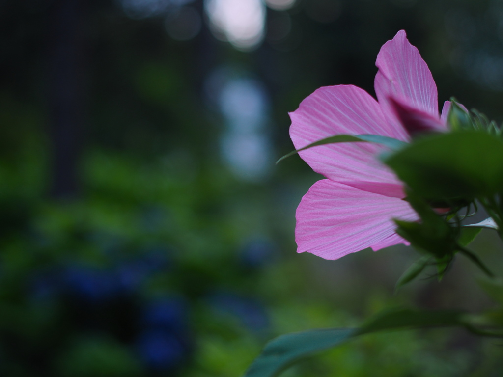 見送る花