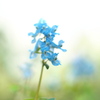 蝦夷延胡索の森