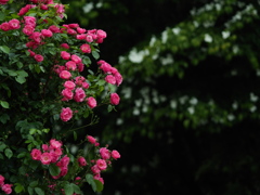 厚別薔薇祭り開催