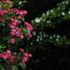 厚別薔薇祭り開催
