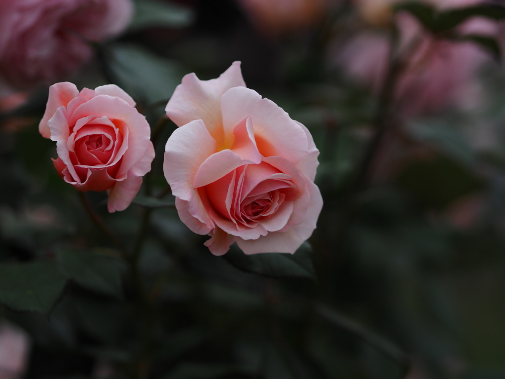 雨の休日に薔薇を飾る