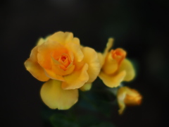 薔薇