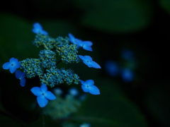 森の紫陽花