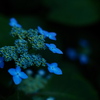 森の紫陽花