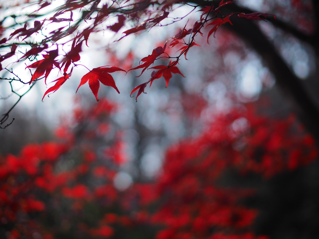 紅の残照