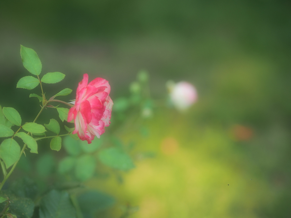 一週間お疲れ様の薔薇