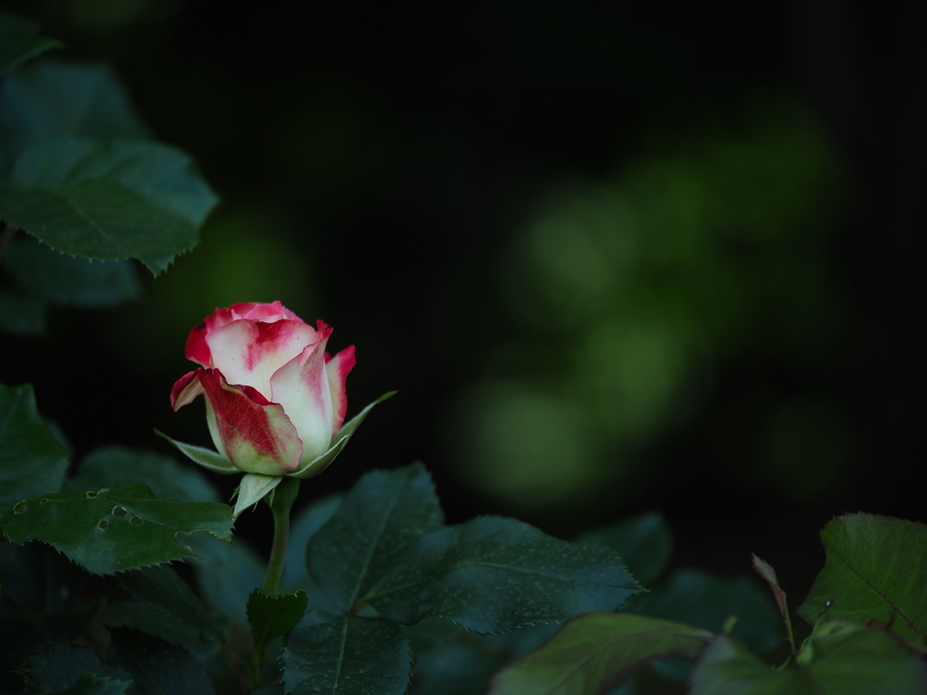 夏至の薔薇