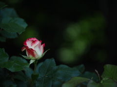 夏至の薔薇