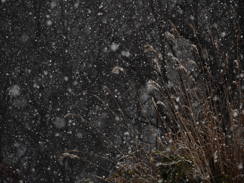 枯芒に雪