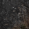 枯芒に雪