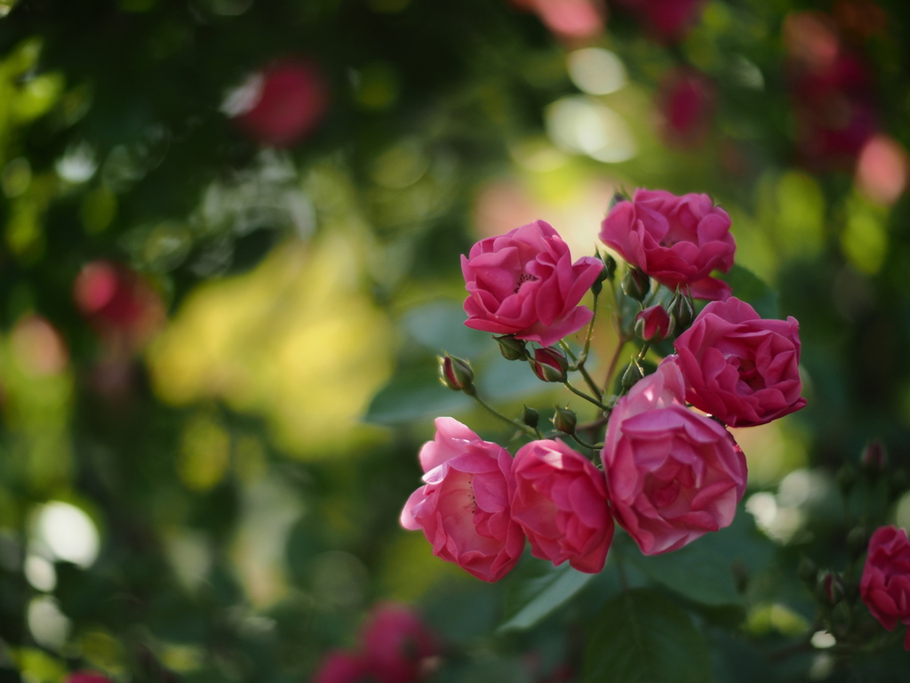 滾る薔薇