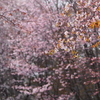 櫻が咲いた