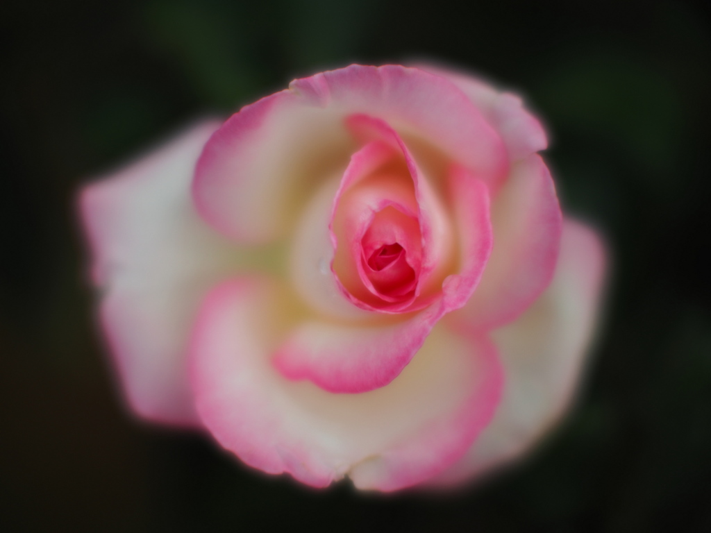薔薇色