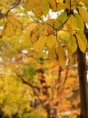 透き通っていく世界 透き通っていく世界