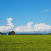 夏雲と実り