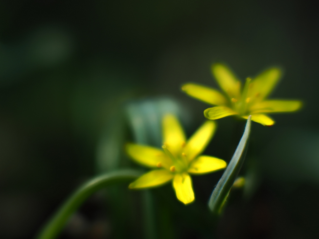 黄花の甘菜開花