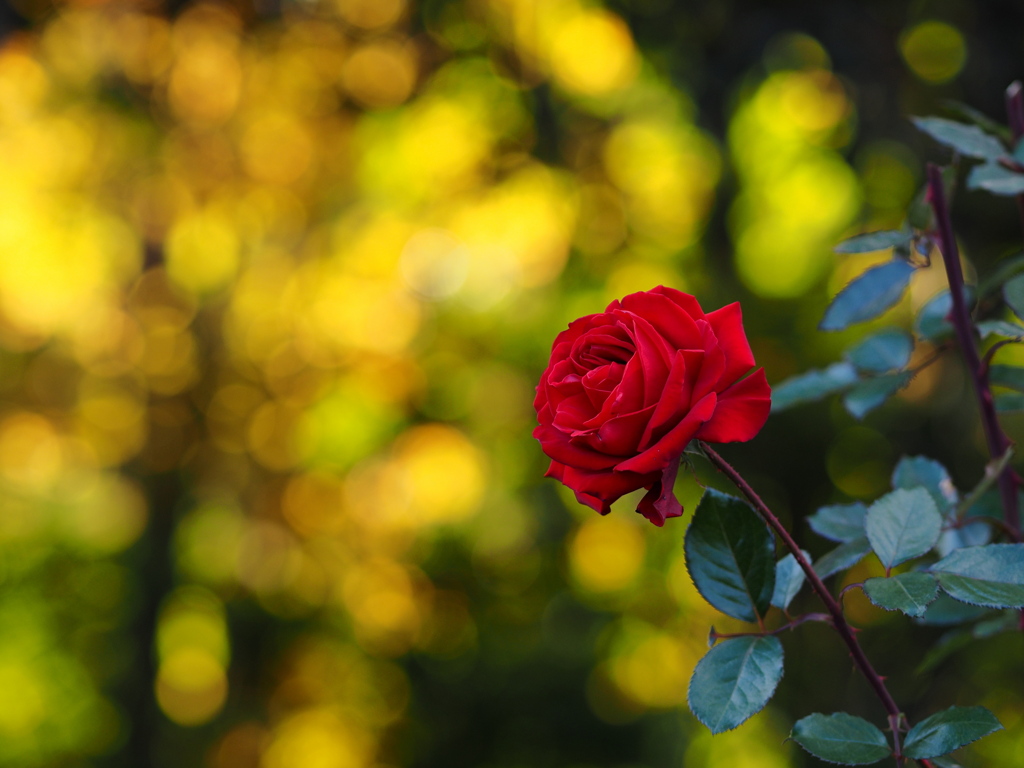 木洩れ日・薔薇