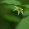俯き星