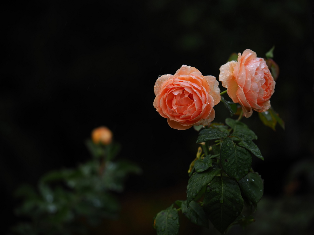 双子の薔薇