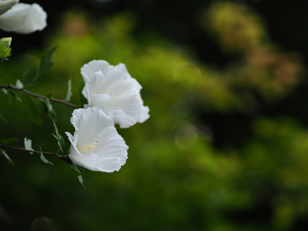 晩夏の白