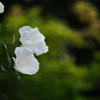 晩夏の白