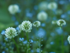 道草の華