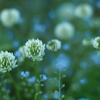 道草の華