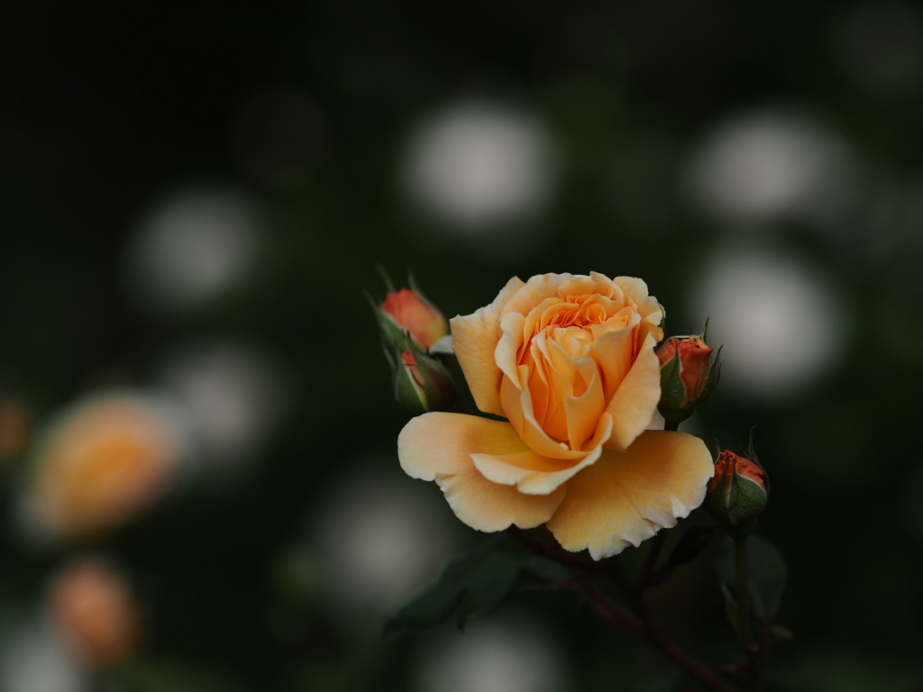 夜の薔薇