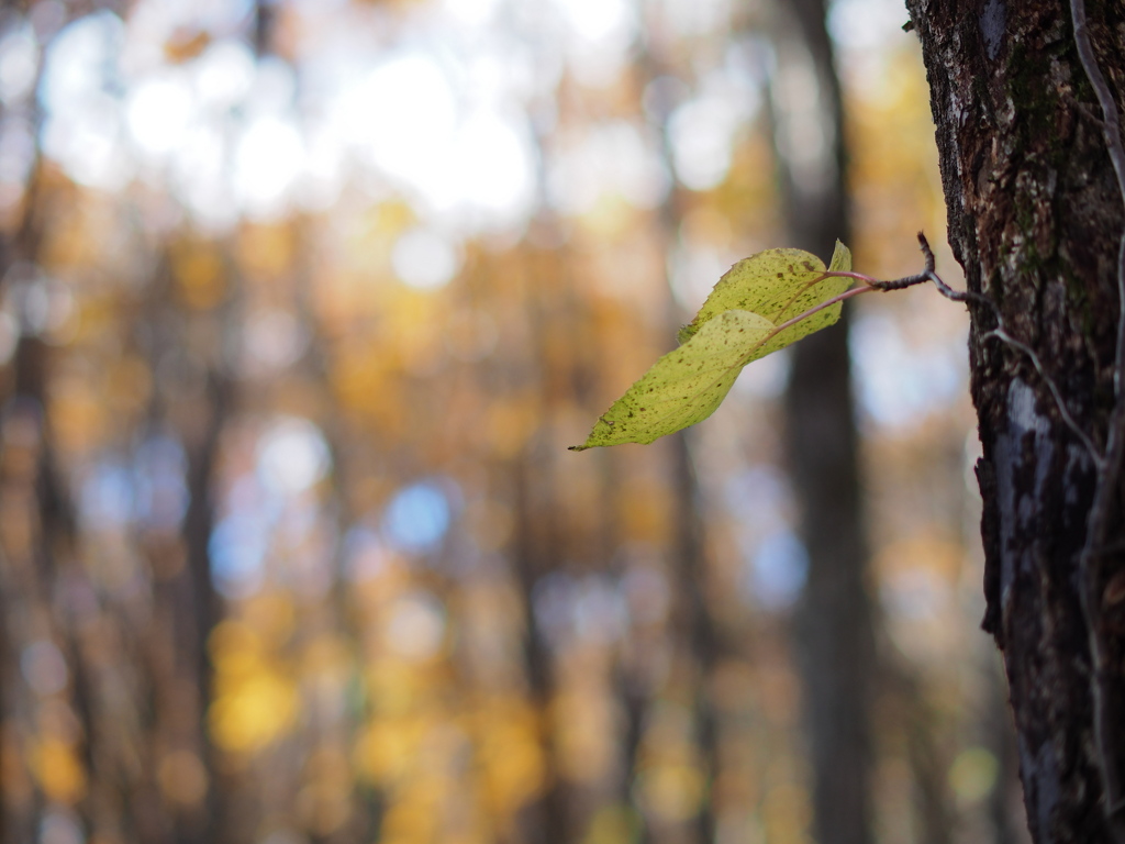 透き通っていく世界