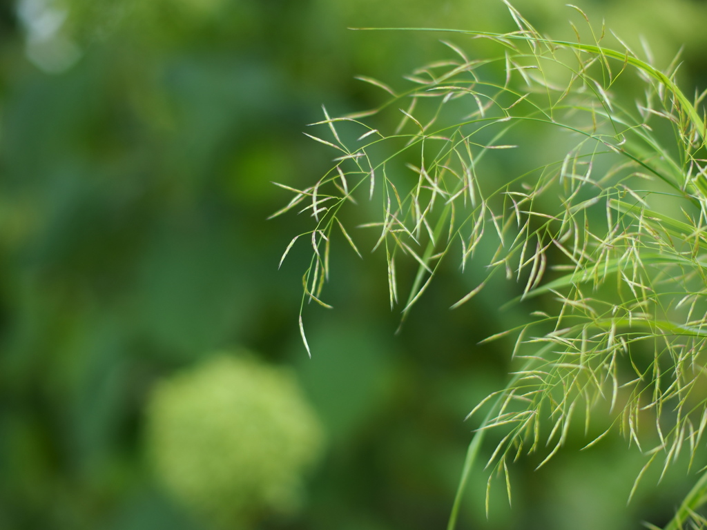 秋の繊細