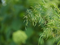秋の繊細