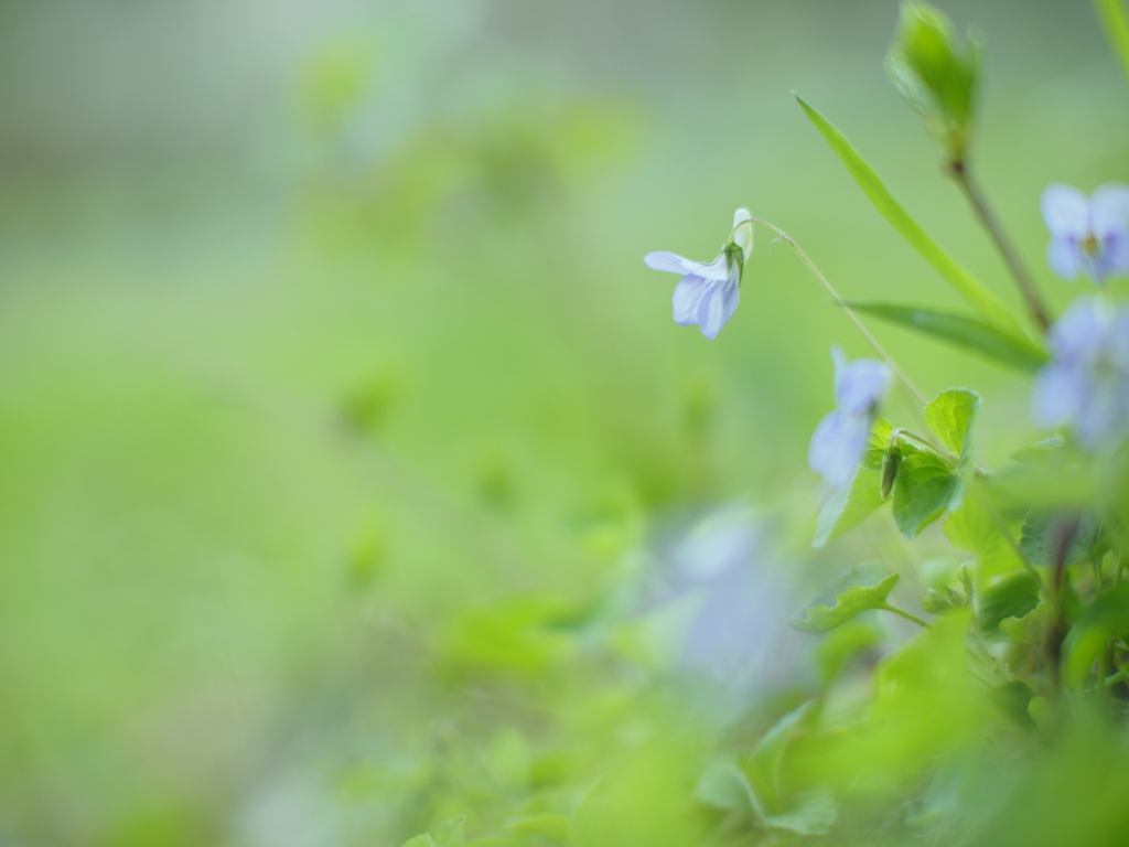 菫の森