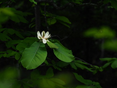 森の花