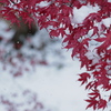 褪紅