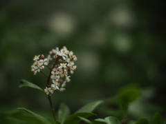 森の香花