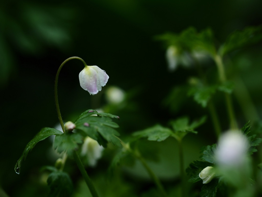 薄紅の花