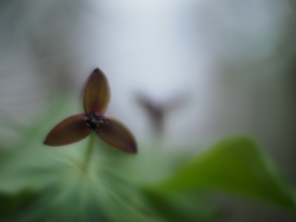 延齢草の森