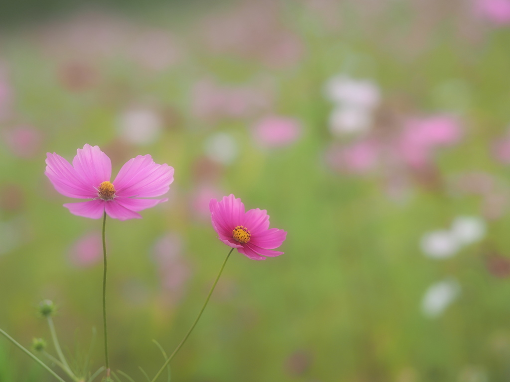 寂しくなった秋桜畑