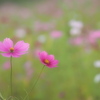 寂しくなった秋桜畑