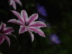 夏至の夜の花