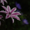 夏至の夜の花