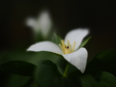 大花延齢草