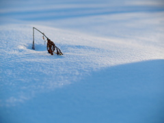 雪に斃れる