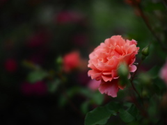 黄昏の薔薇