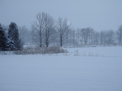 雪が降る