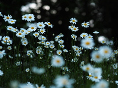 白の花園