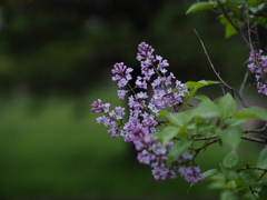 疎