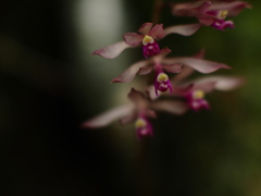 飛来襲来