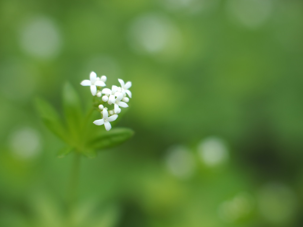 路傍の花園